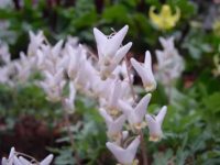 Lovely white flowers and greyish ferny foliage